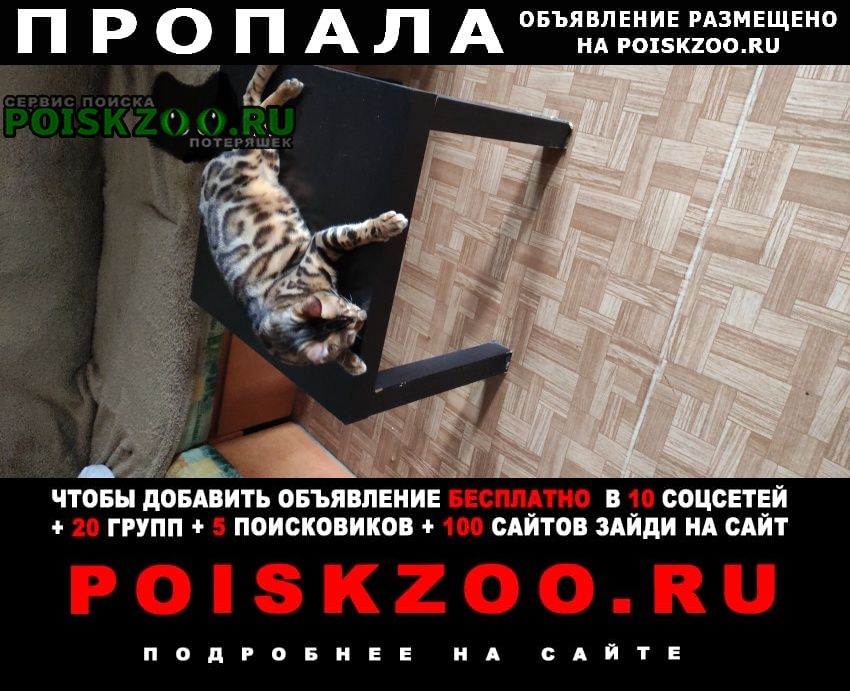 Санкт-Петербург Пропал кот