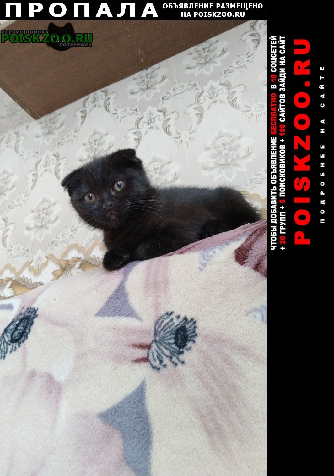 Пропал котёнок черный вислоухий мальчик Москва