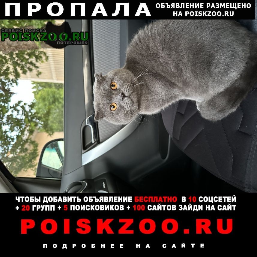 Кошка ташкент. Найден серый кот. Жирные коты. Ташкентский кот. Исчезающий кот.