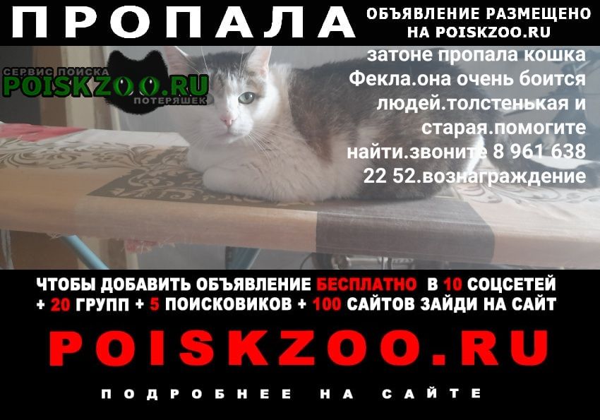 Пропала кошка Дзержинск