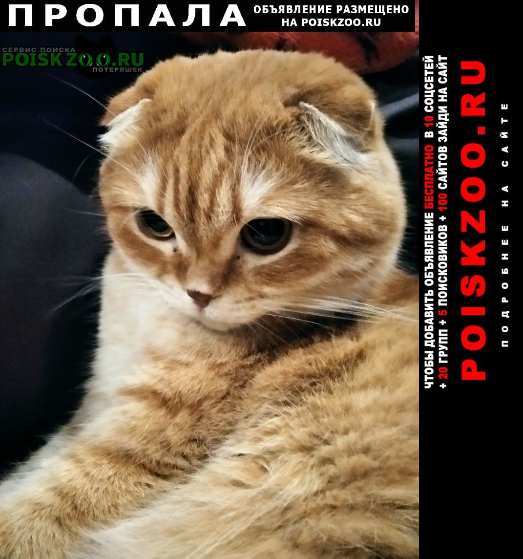 Пропал кот рыжий вислоухий котик Новосибирск