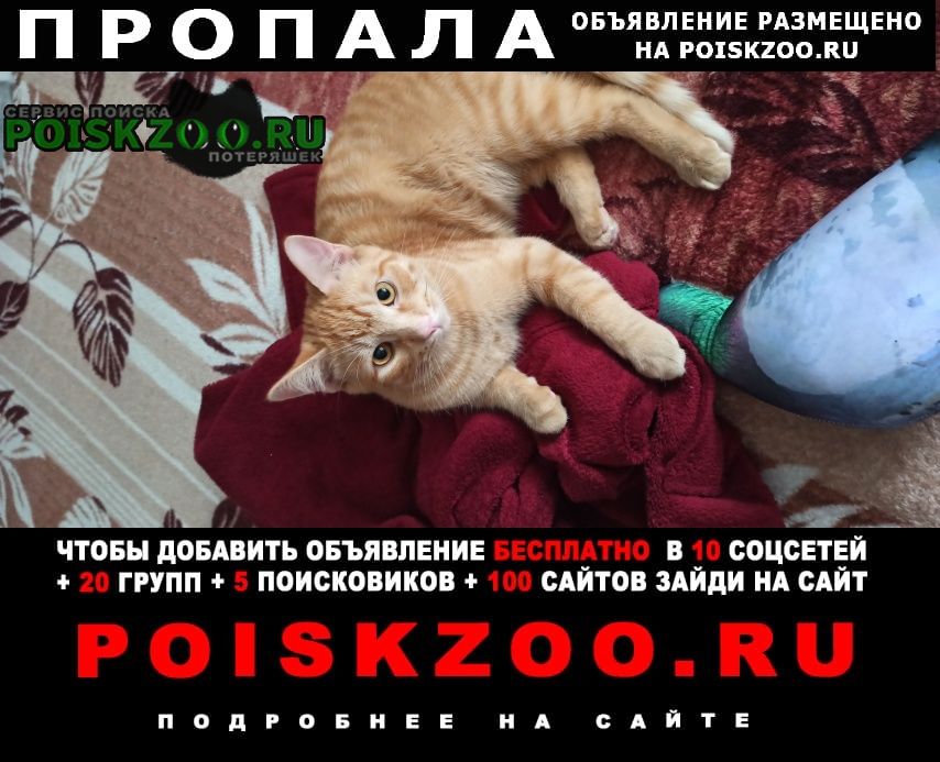 Пропал кот рыжий кот Сергиев Посад