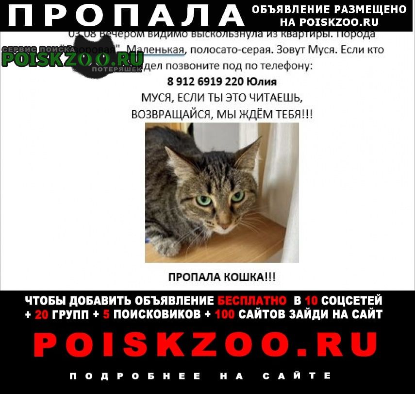 Пропала кошка потерялась на визе. Екатеринбург