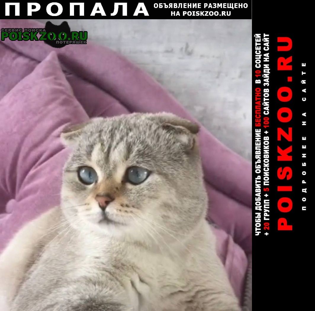 Пропал котик дэни Железнодорожный (Московск.)