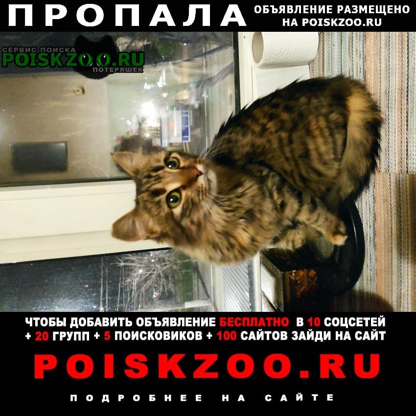 Пропала кошка Симферополь