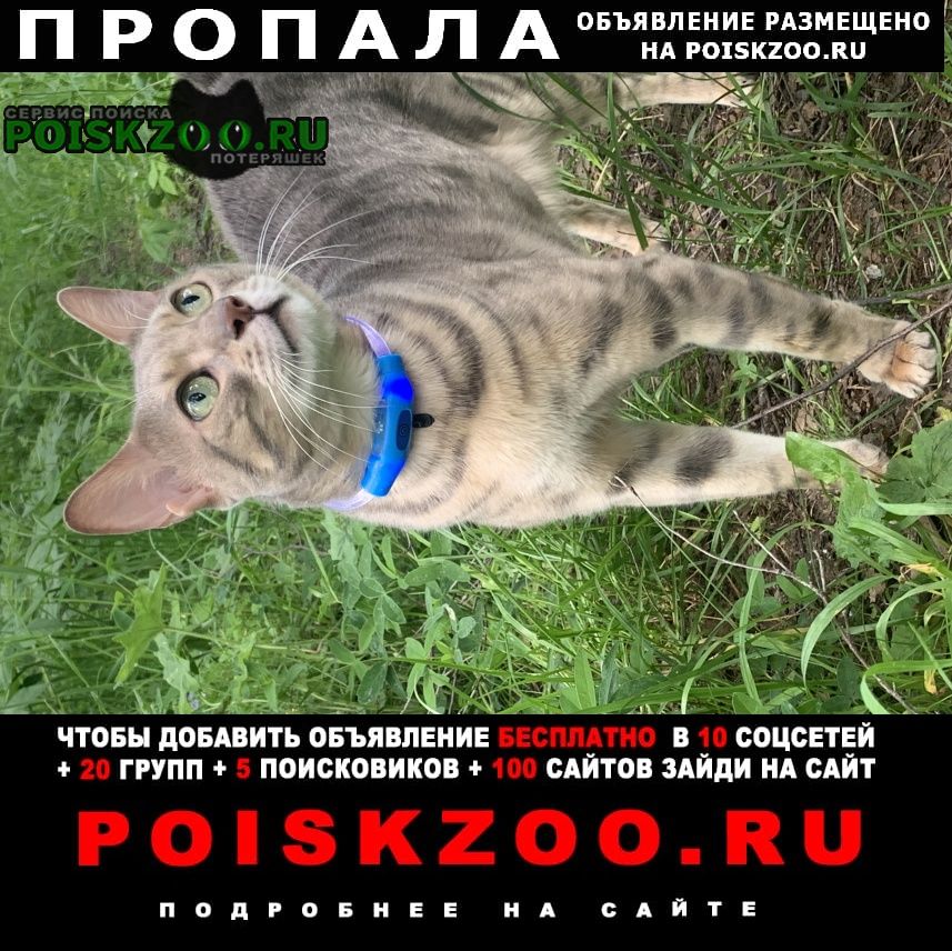 Пропал кот бенгал Москва