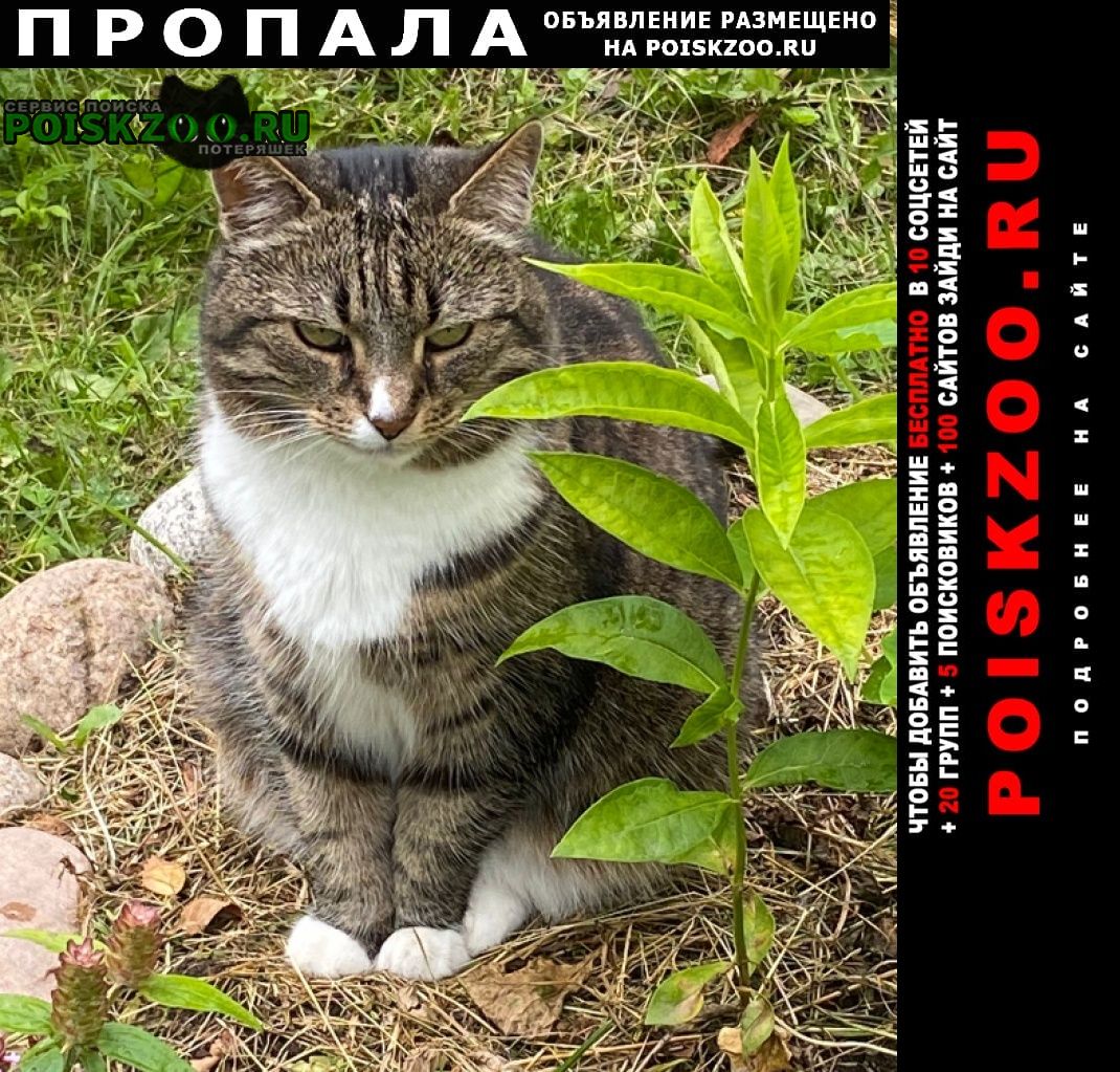 Пропала кошка пос нижние осельки Санкт-Петербург