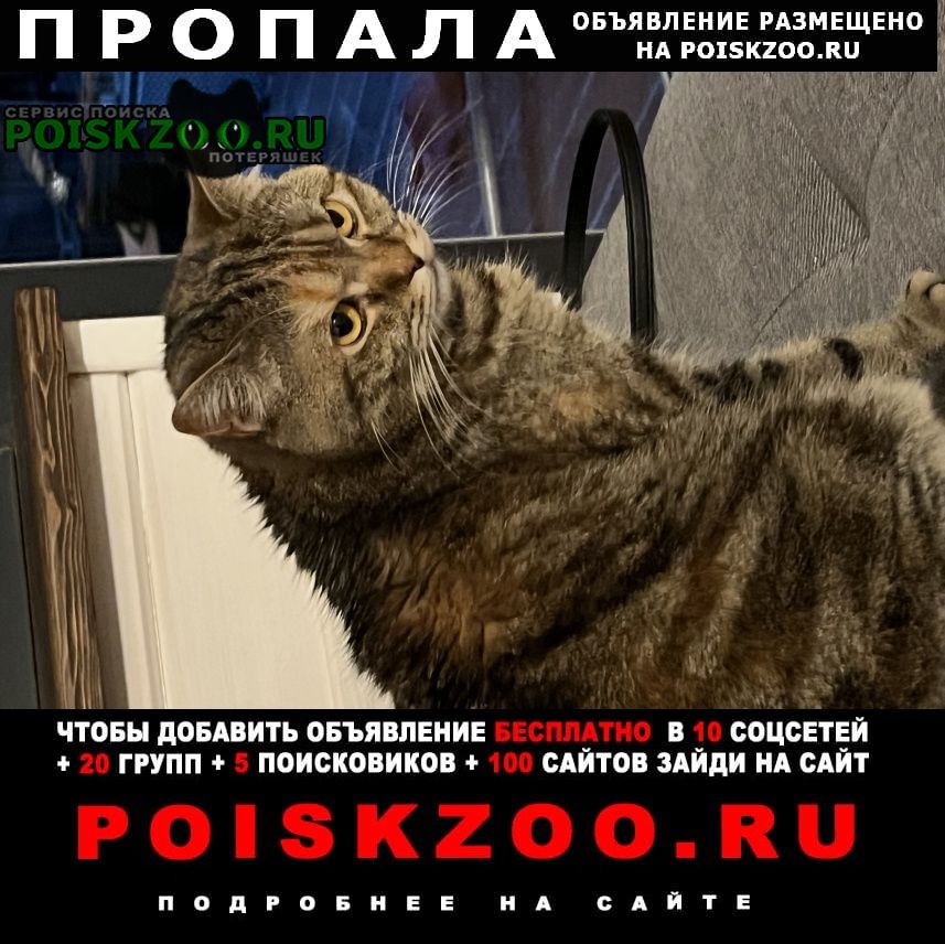 Пропала кошка Звенигород