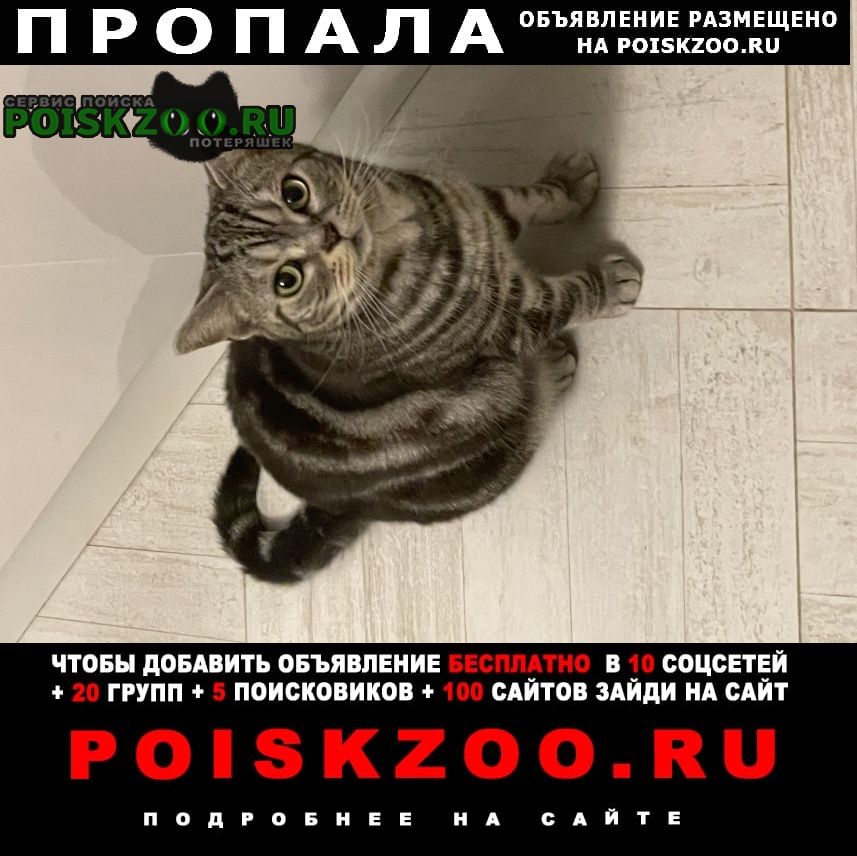 Пропала кошка, ломоносовский проспект 25 Москва