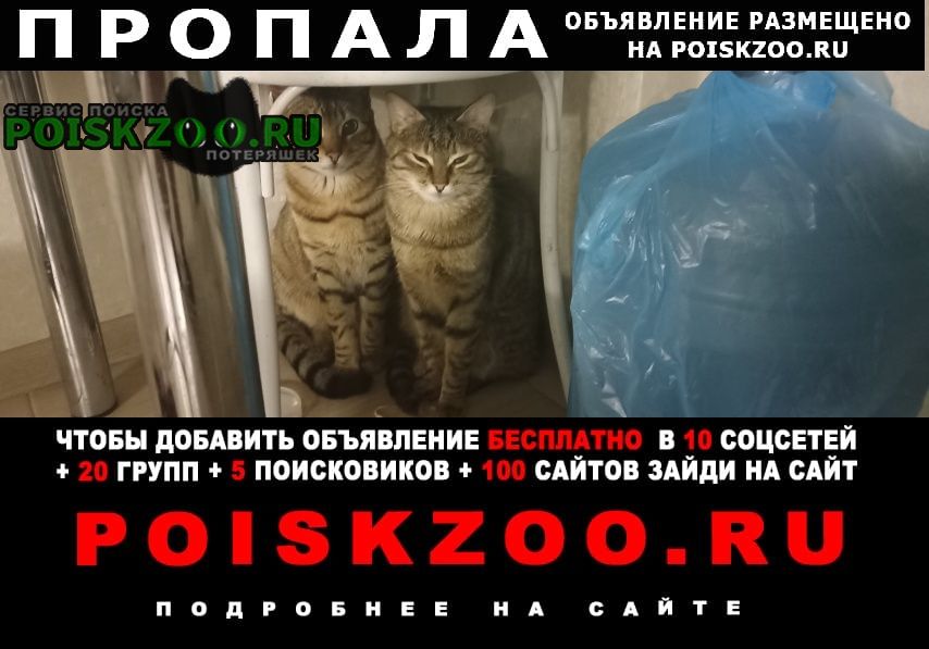 Пропал кот марк 2 года, кастрирован Курск