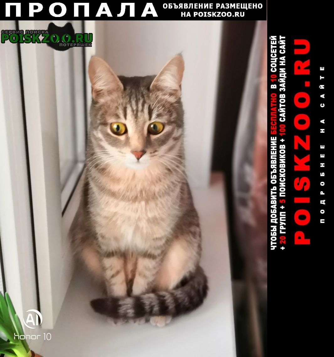 Пропала кошка Йошкар-Ола