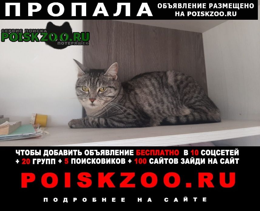 Пропала кошка Бугуруслан