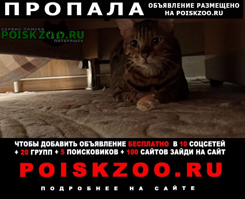 Пропал кот xabib1306 Москва