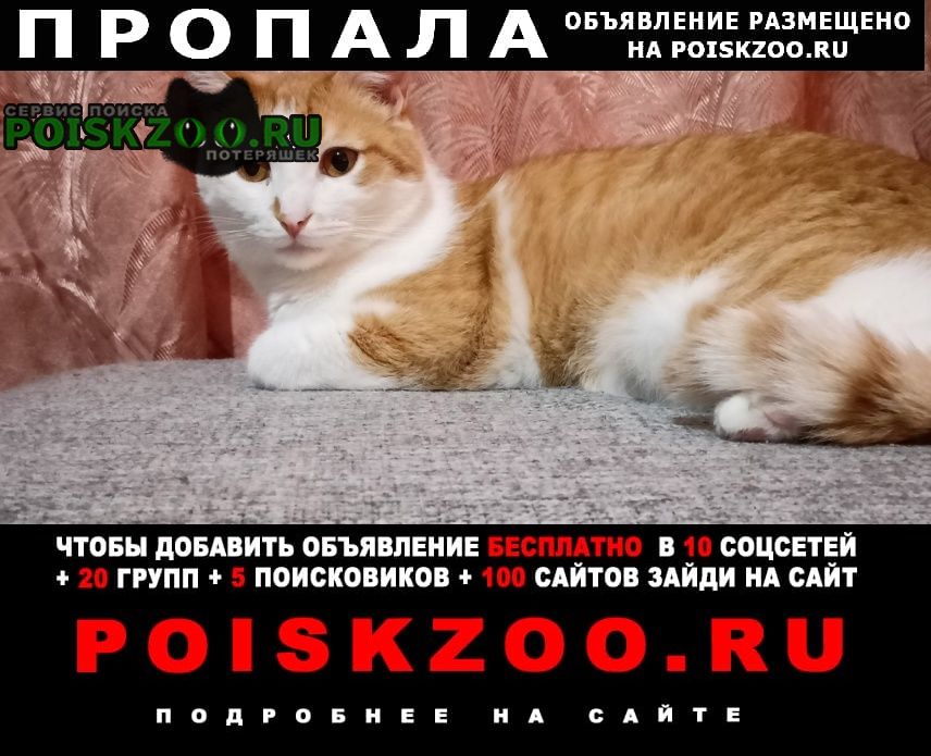 Пропал кот помогите найти Пермь