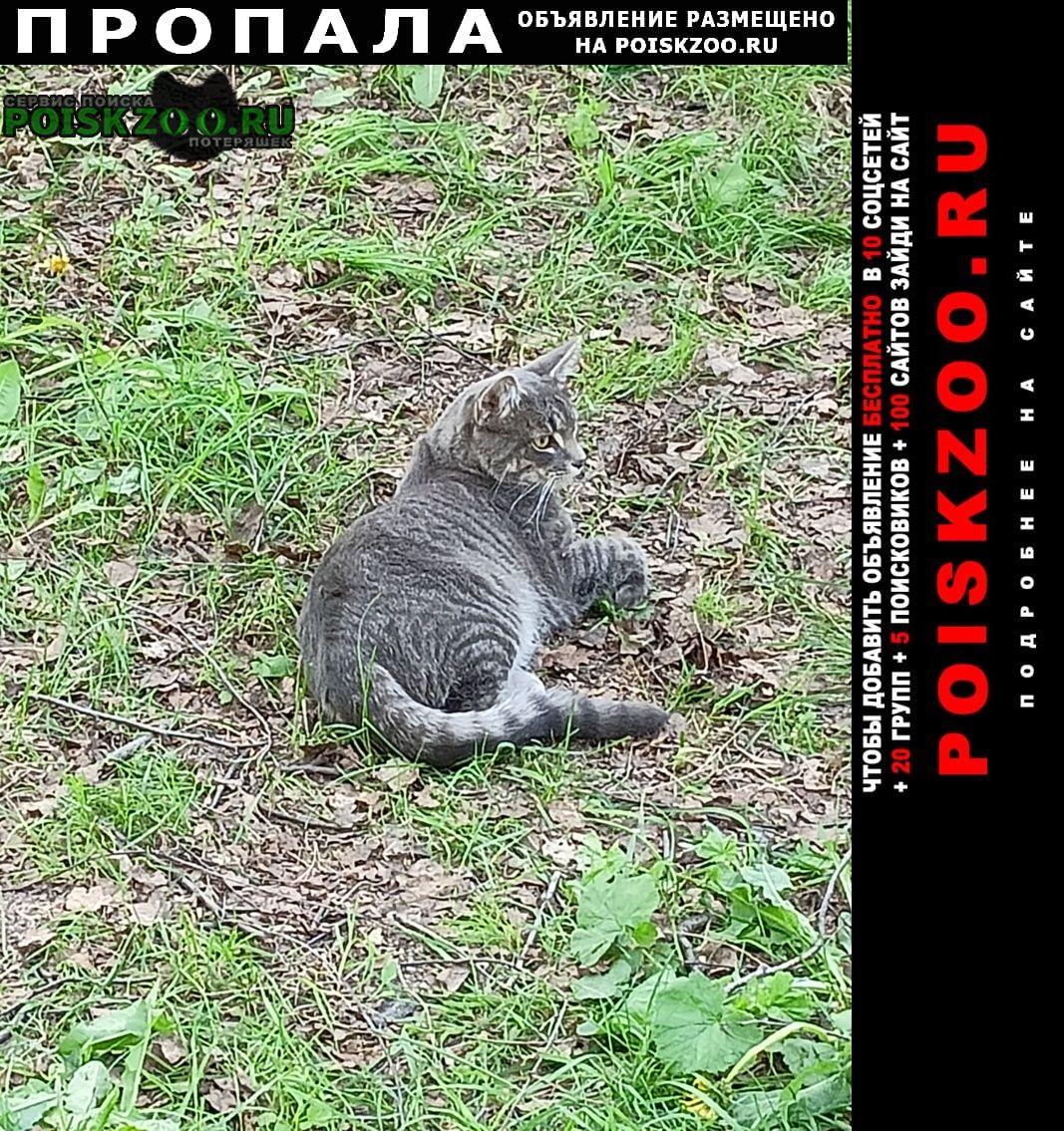 Москва Пропал кот, гулял и не пришёл домой