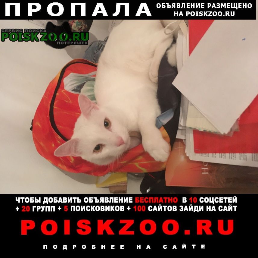 Пропал кот белый кот Хабаровск