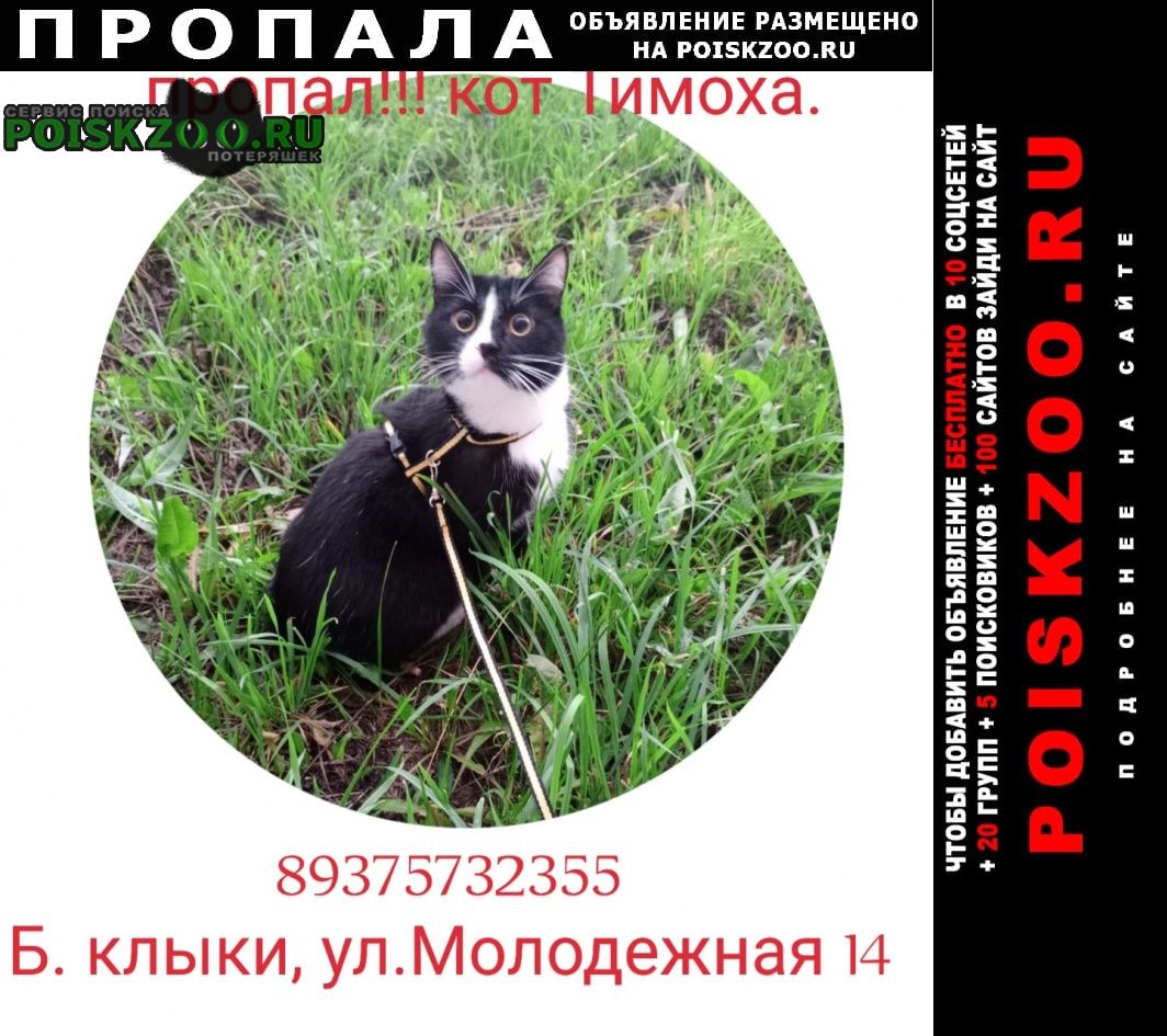 Пропал кот черный кот с желтыми глазами Казань
