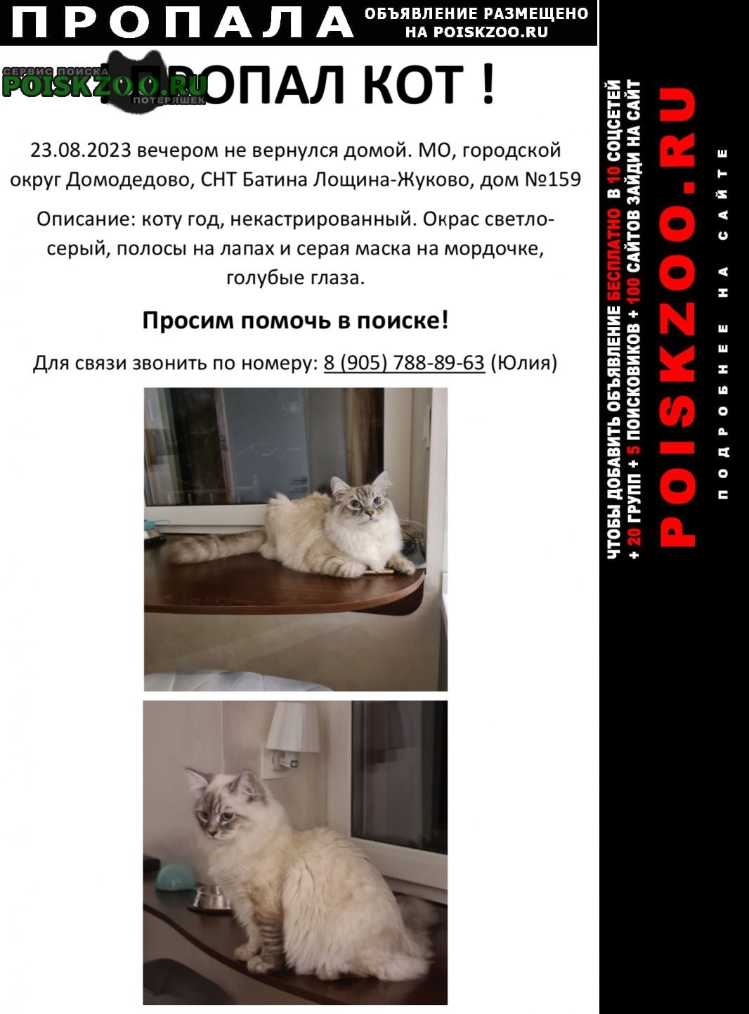 Коте в домодедово. Потерялась кошка Иркутск. Пропал кот Иркутск. Потерялся кот Красноярск Октябрьский район.