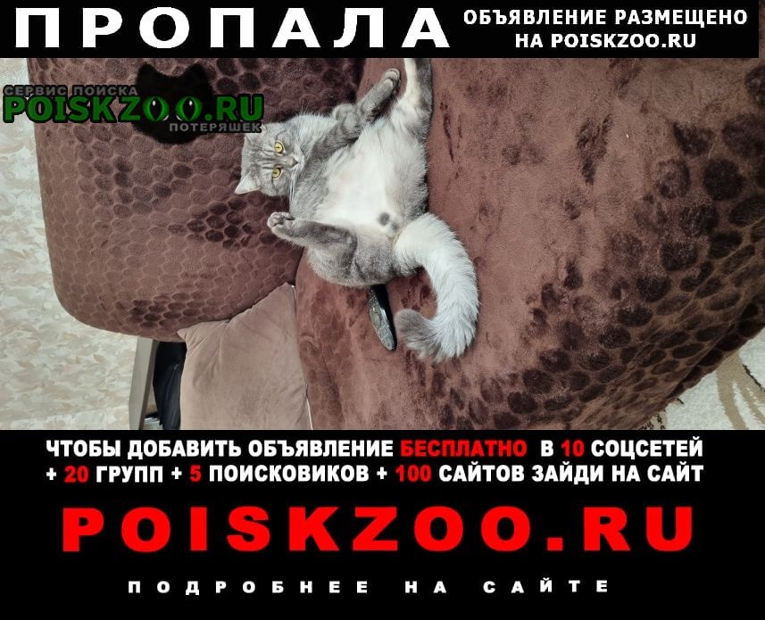 Лосино-Петровский Пропал кот барсик