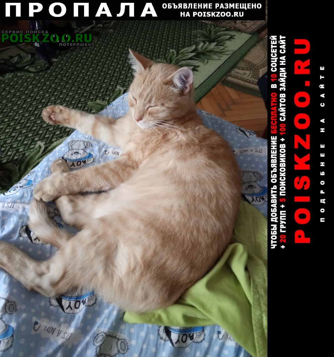Пропал кот рыжий (кастрированный) кот Невинномысск