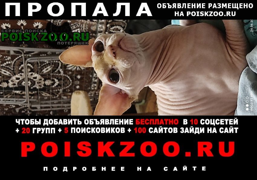 Севастополь Пропал кот сфинкс