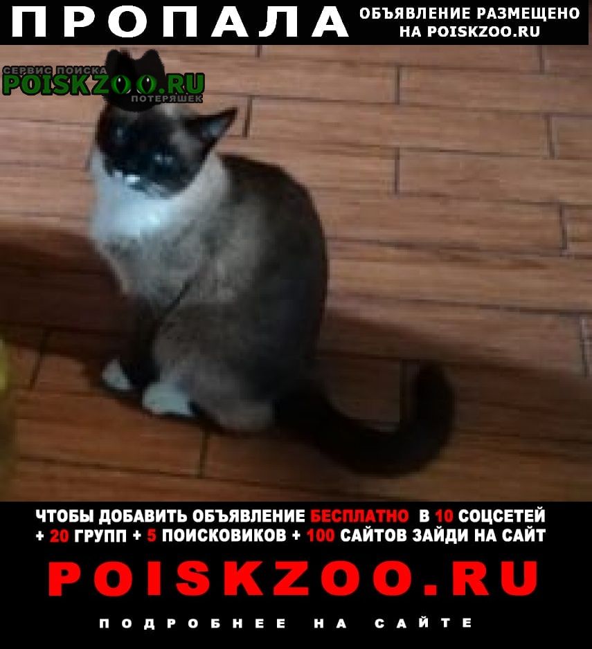 Ярославль Пропал кот помогите найти