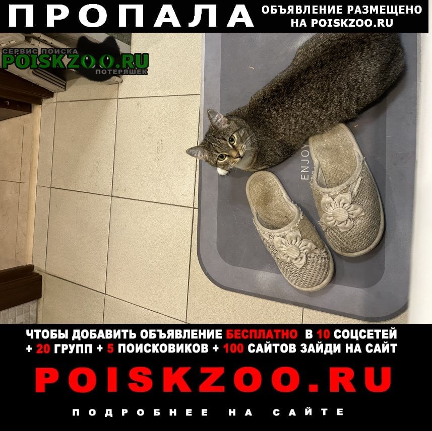 Пропала кошка плюша Москва