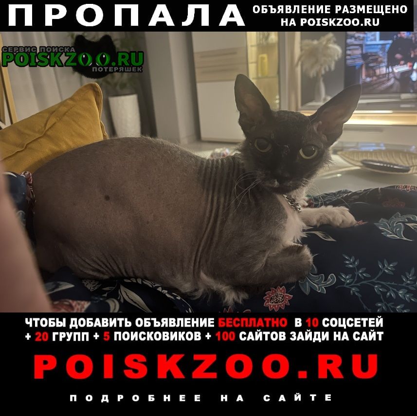 Москва Пропала кошка
