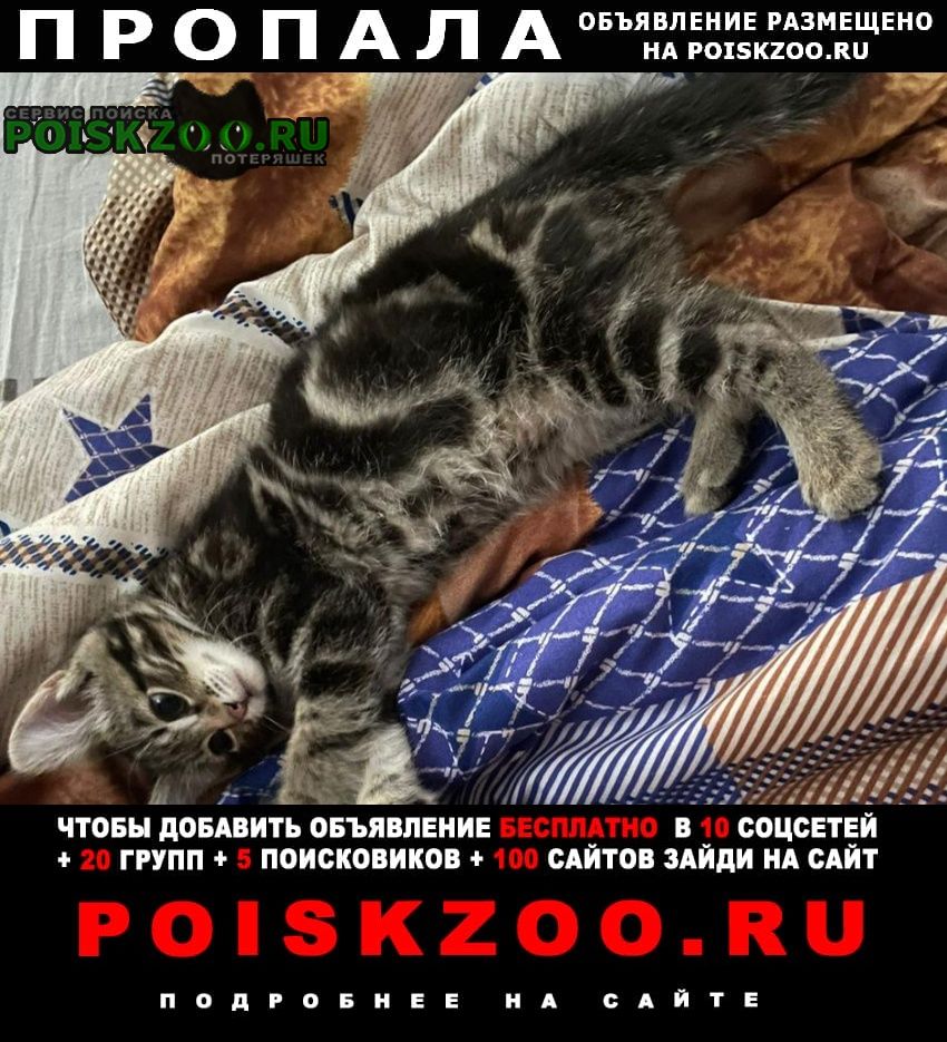 Пропала кошка Екатеринбург
