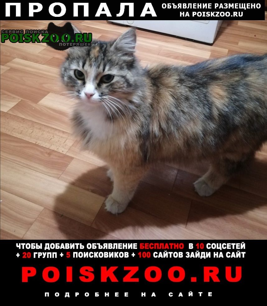Шахты Пропала кошка вознаграждение 2000
