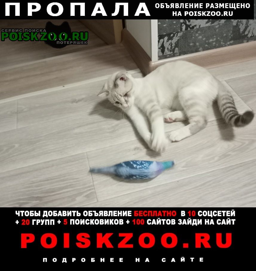 Пропал котик Волгоград