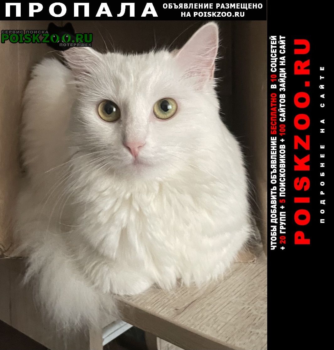 Ставрополь Пропала кошка