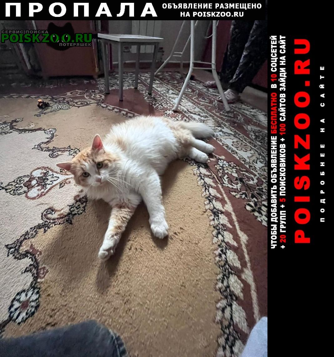 Всеволожск Пропал кот, 31 августа