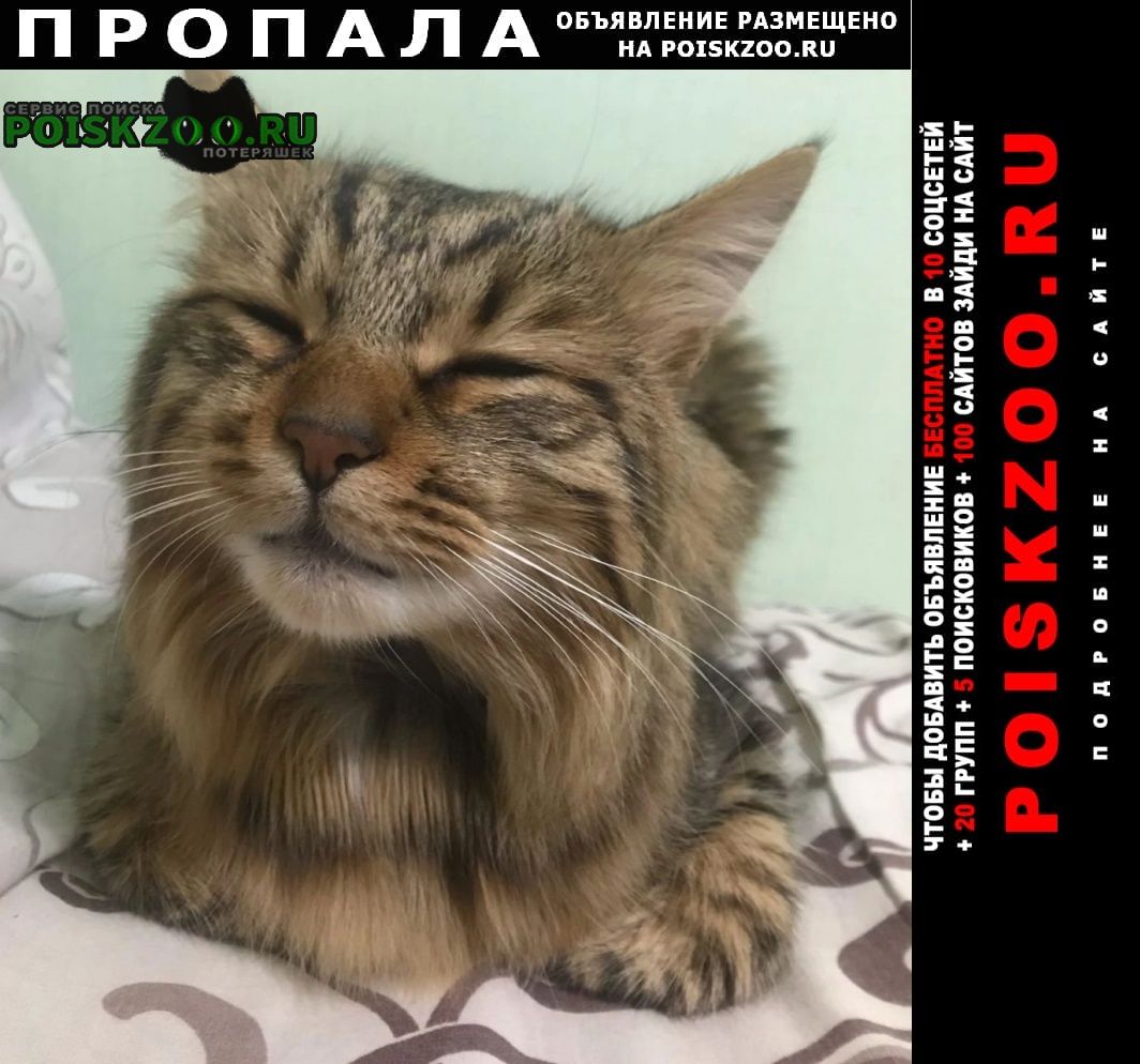 Балаклава Пропал кот
