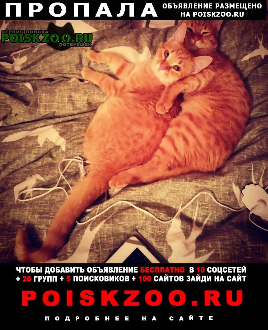 Клин Пропал кот рыжий кот на ул. чайковского