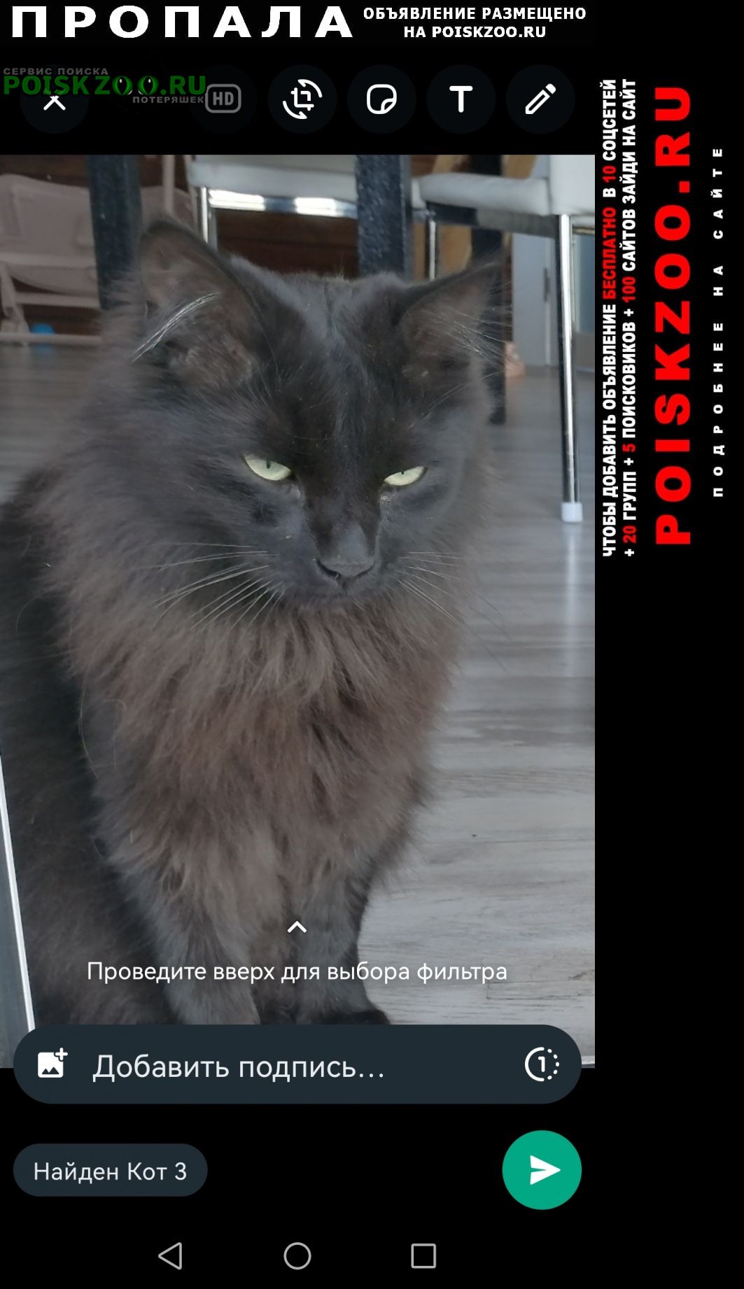 Пропал кот черный кот Тюмень