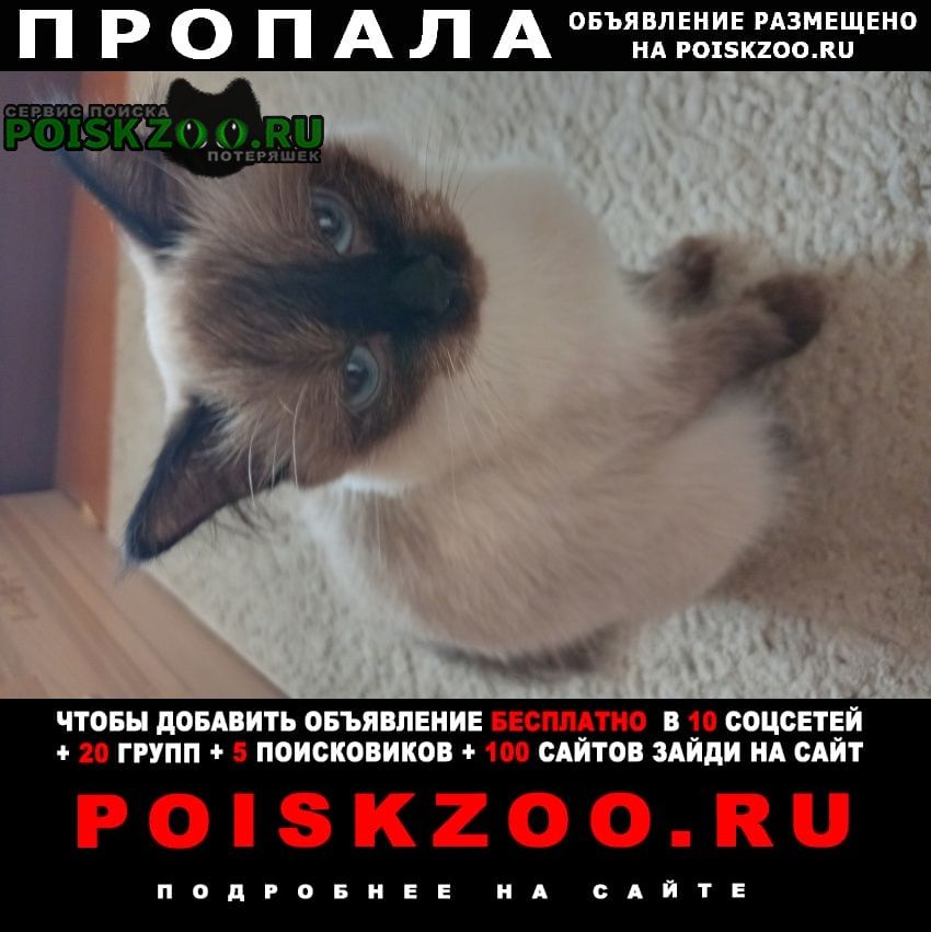 Пропала кошка невская маскарадная Таганрог