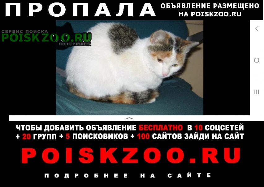 Пропала кошка с9-10сентября2023 Гусь-Хрустальный