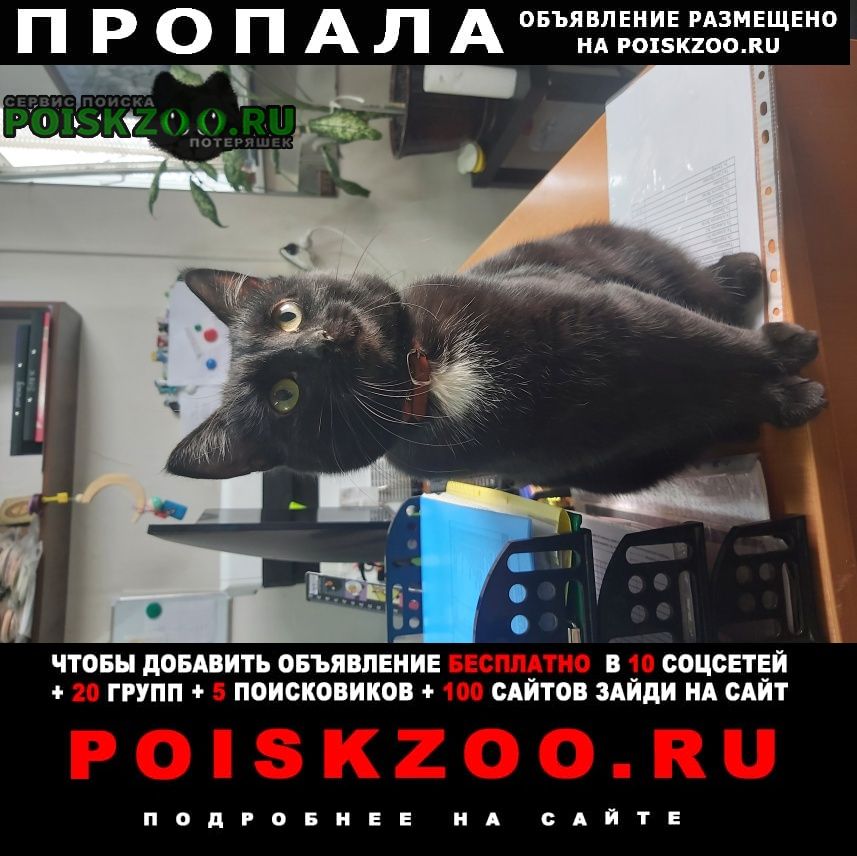 Пропала кошка Ростов-на-Дону