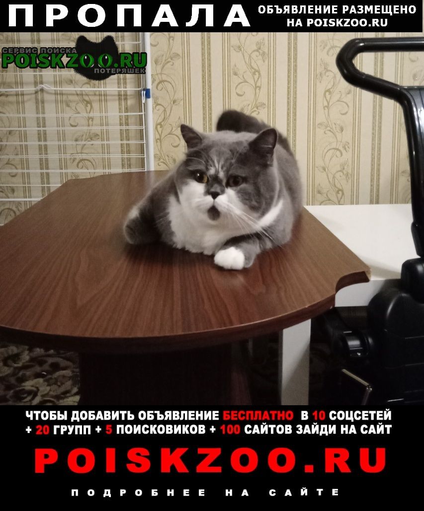 Липецк Пропал кот