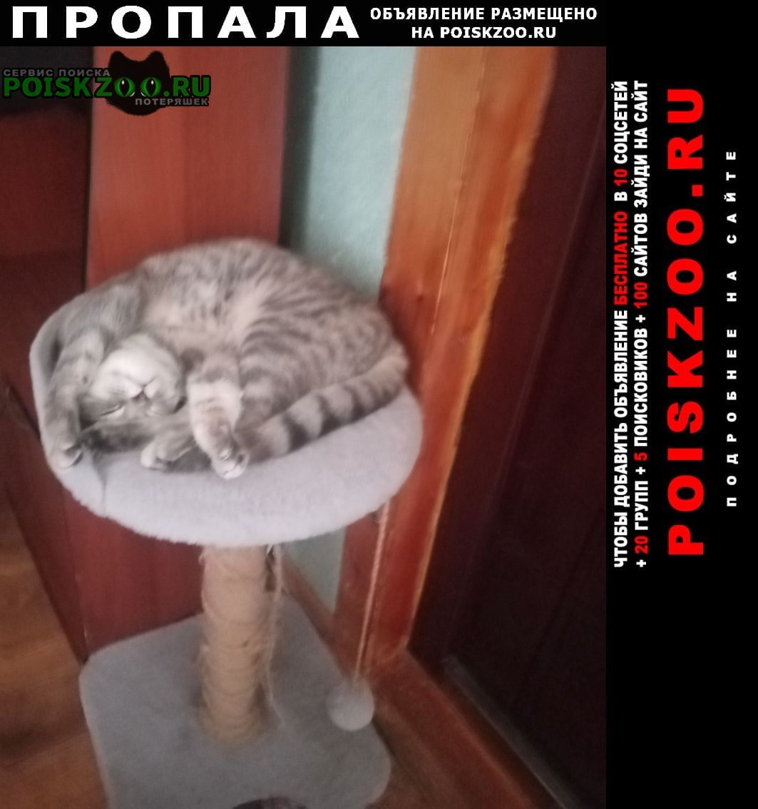 Пропала кошка Новокузнецк