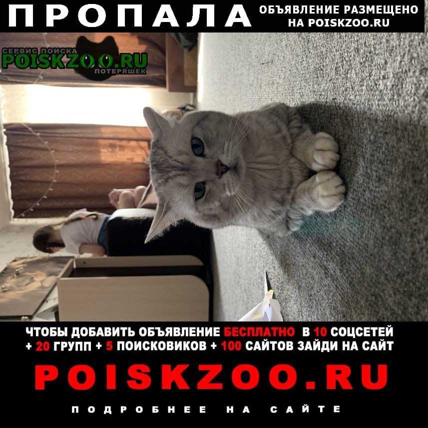 Пропал кот Хабаровск