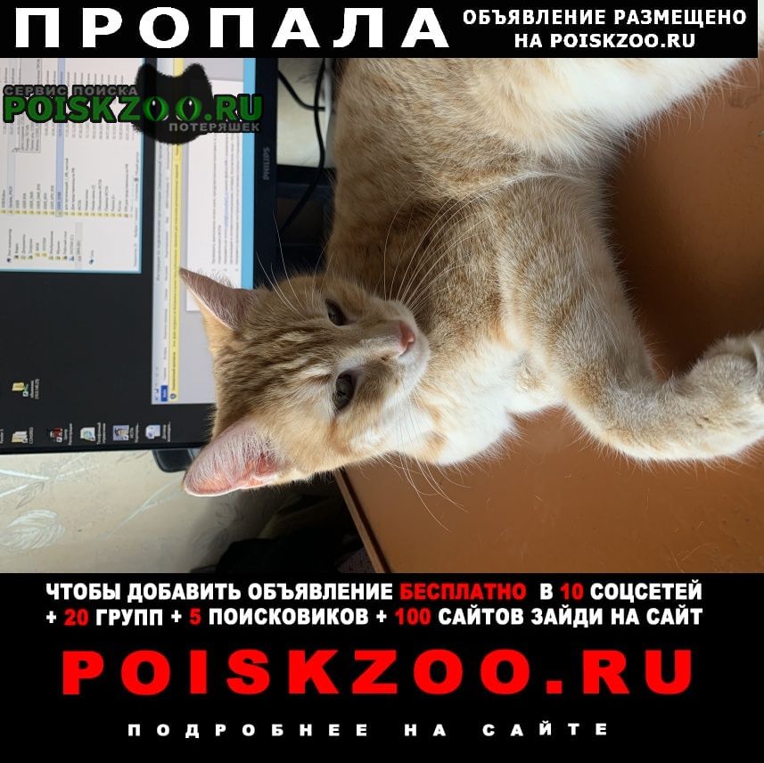 Пропал кот Павловск (Воронежская обл.)