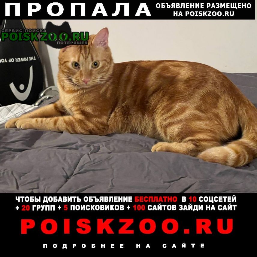 Пропал кот рыжий кот Тбилиси