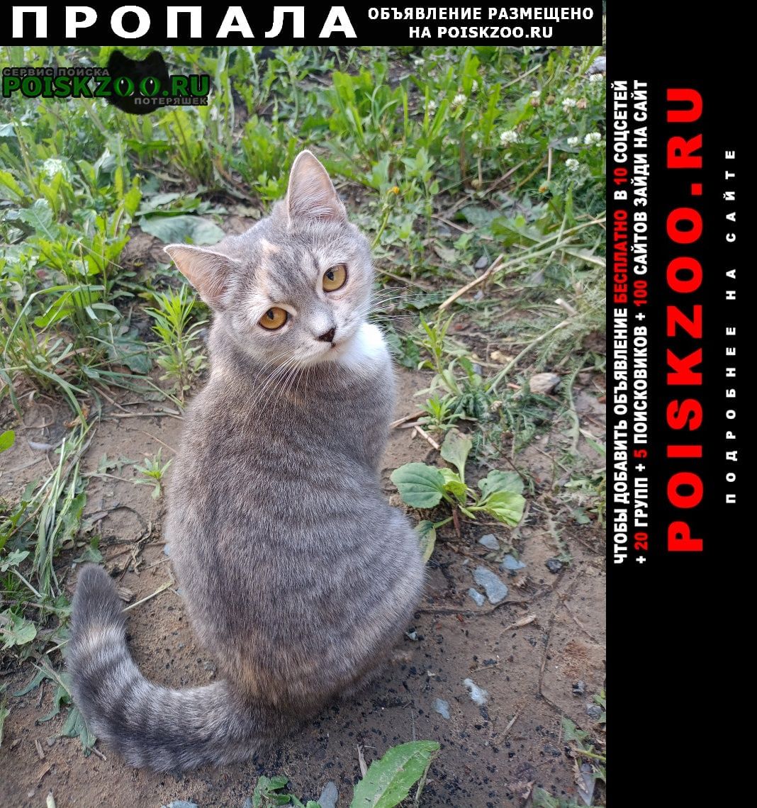 Пропала кошка Новосибирск