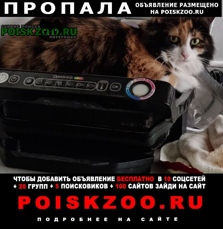 Пропала кошка пожалуйста, помогите найти кошку Москва