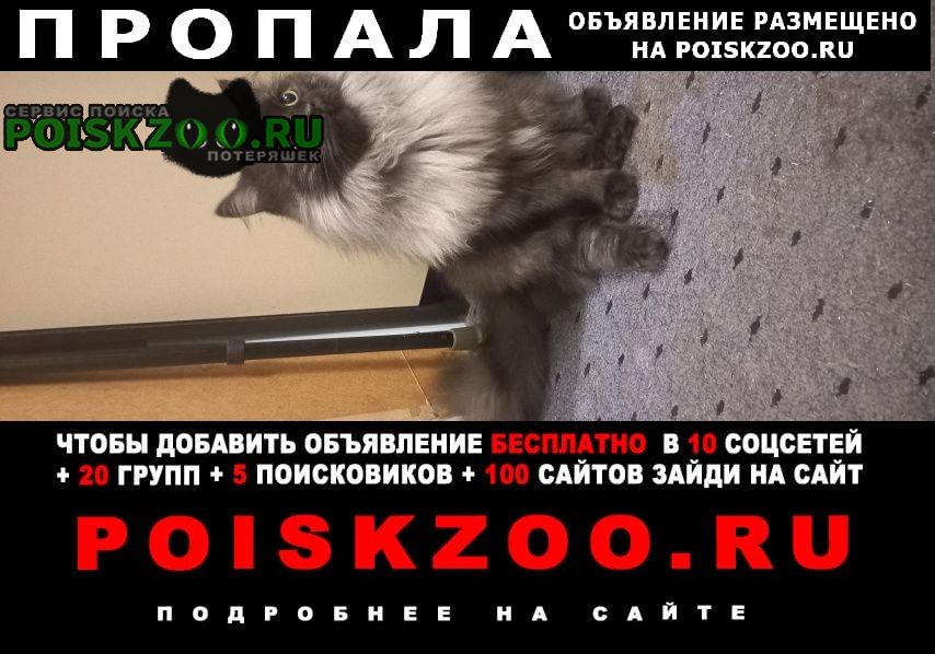 Пропал кот Нарофоминск