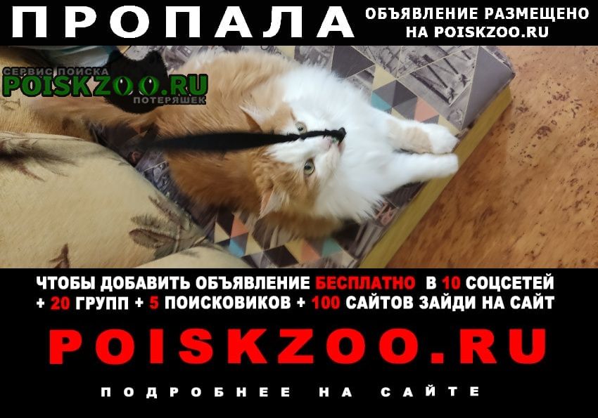 Пропал кот зовут заец, вес 7-8 кг. рыжий Городище (Пензенская обл.)