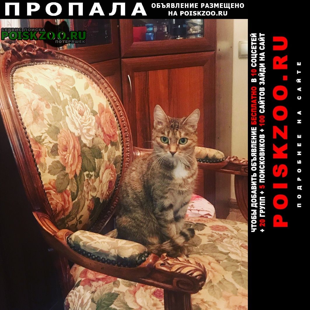 Пропала кошка на пр. космонавтов 19к3 Санкт-Петербург