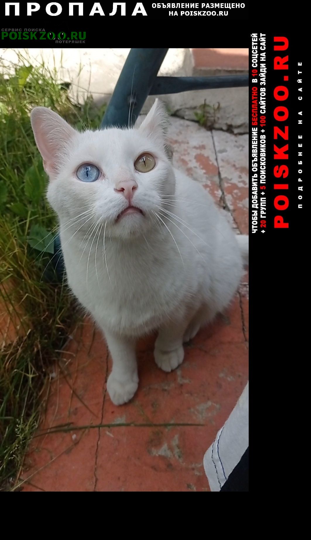 Пропало домашнее животное Пропал белый котик с разными глазами Щелково,  пушок, белый, с разными глазами (один зелёный, другой голубой).. №176002